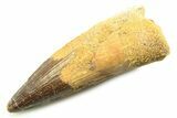 Fossil Spinosaurus Tooth - Real Dinosaur Tooth #357771-1